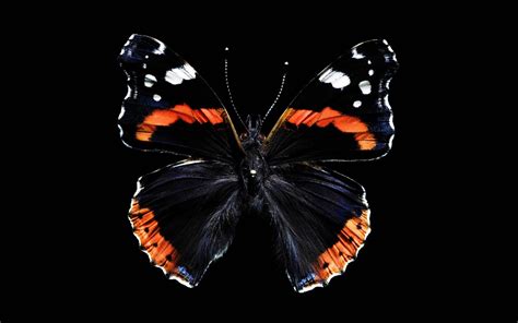 Черная бабочка
 2024.04.25 23:05